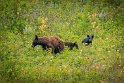 110 Glacier NP, zwarte beren